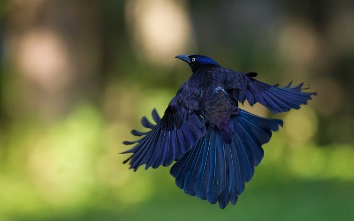 Голубая Сойка птица