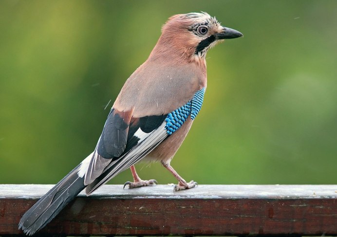 Птица Stellers Jay