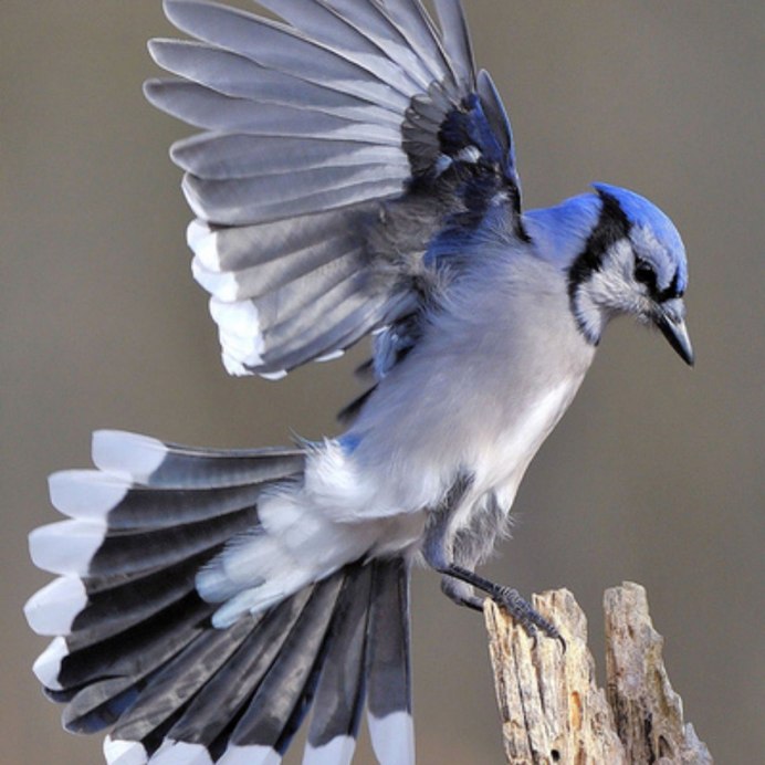 Птичьи Крылья