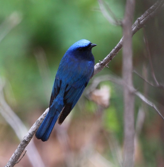 Голубая канарейка птица