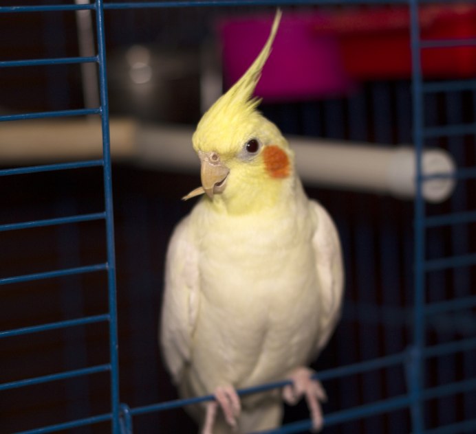 Ten Parrots