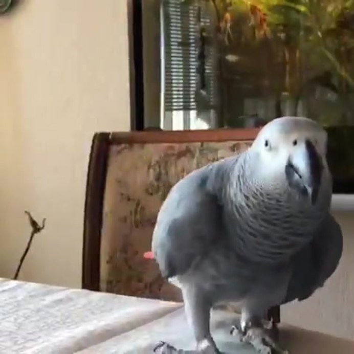 Циннамон Conure