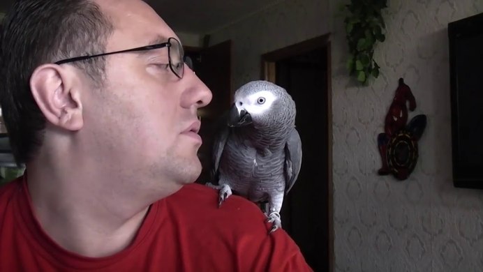 Александрийский попугай размер