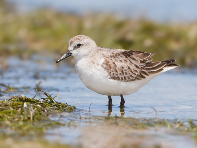 The Western Sandpiper (Calidris Mauri)