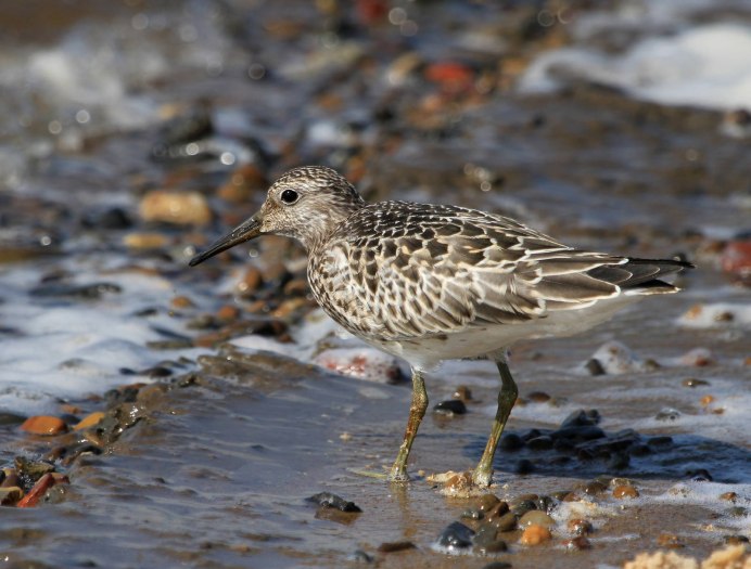 Большой песочник Calidris tenuirostris