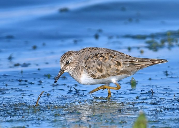 Белохвостый песочник (Calidris temminckii)