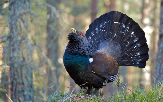 Глухарь (Tetrao urogallus)