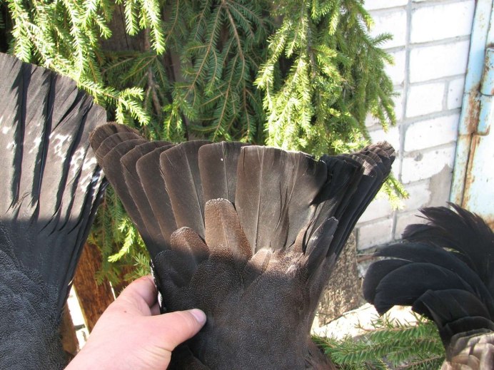 Ruffed Grouse птица