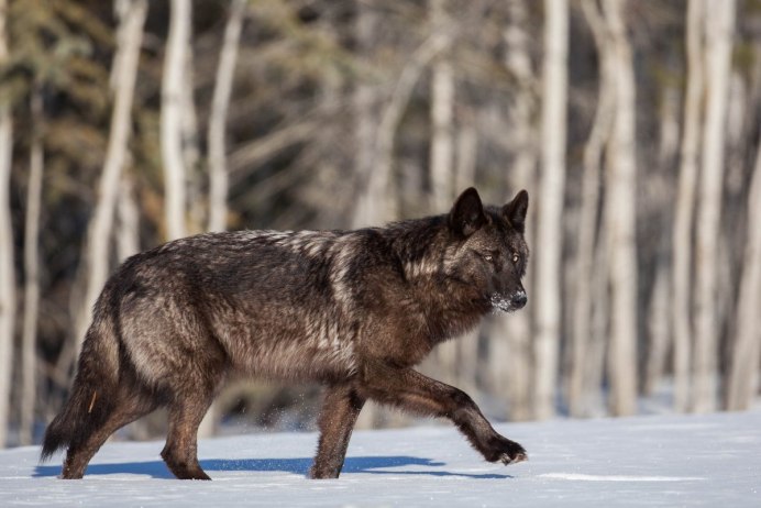 Wolf real