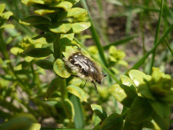Tropinota hirta