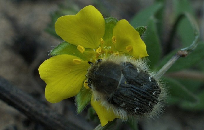 Tropinota hirta