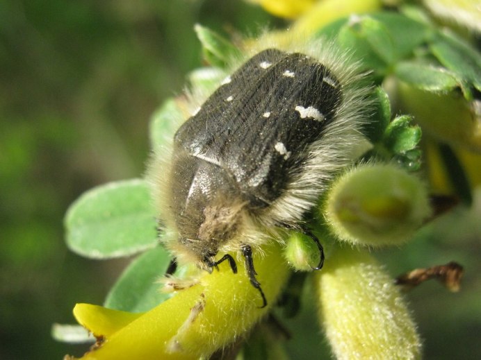 Оленка Рябая Oxythyrea funesta