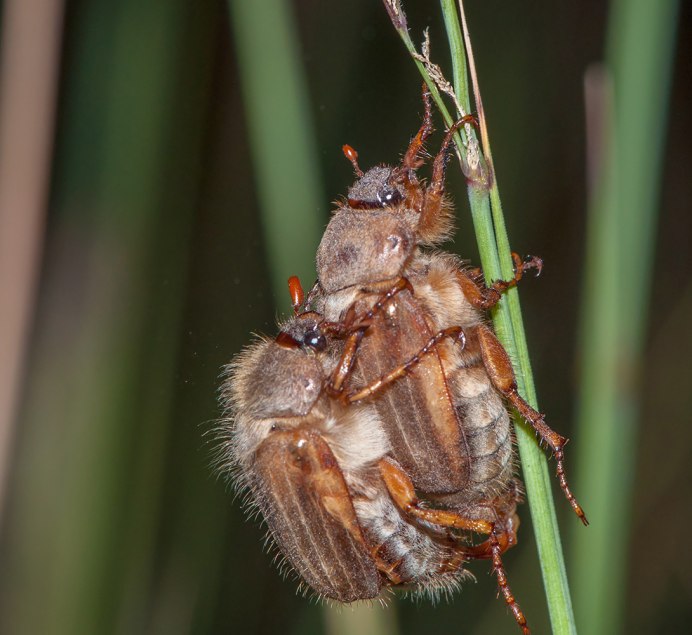 Coleoptera жуки