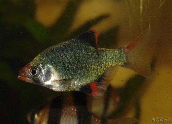 White Silver Tiger Barb