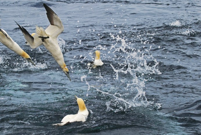 Утка нырок черное море