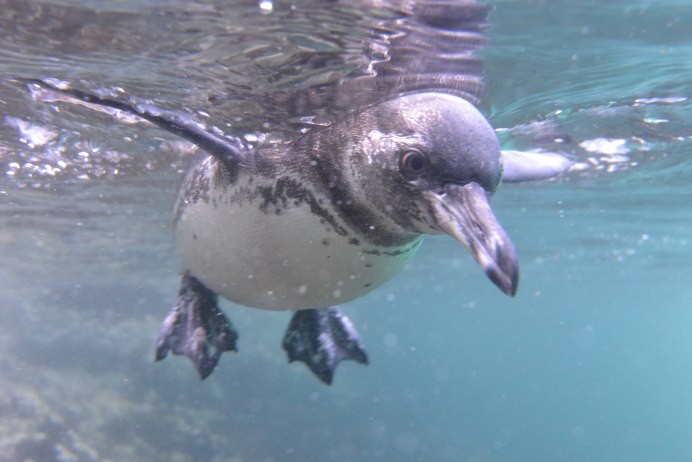 Дерущиеся водоплавающие птицы