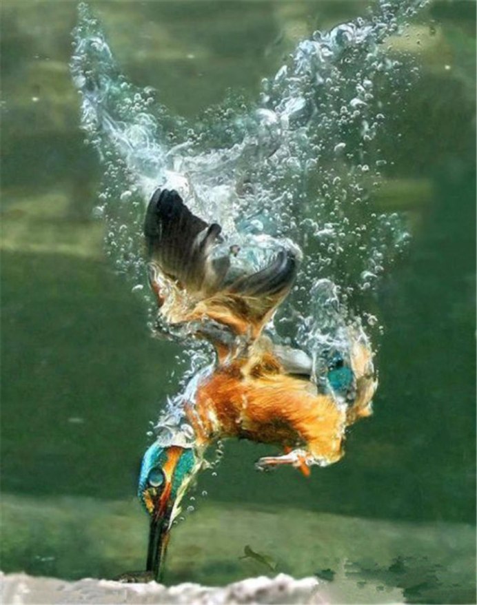 Пингвин под водой