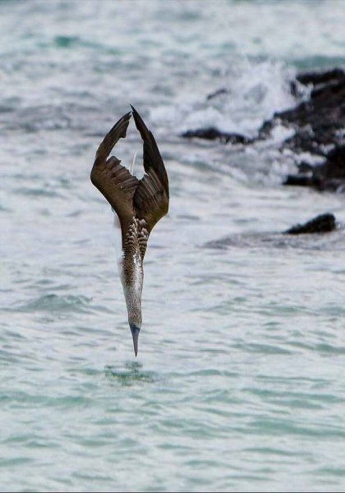 Пингвин плывет