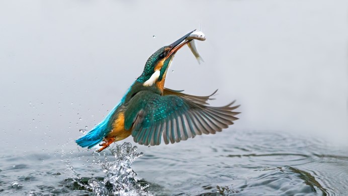 Зимородок охотится