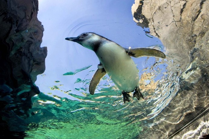 Зимородок рыболов