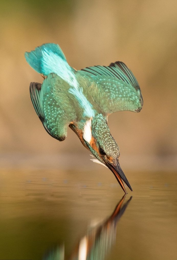 Птицы пьют воду