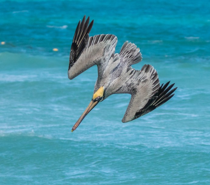 Баклан под водой
