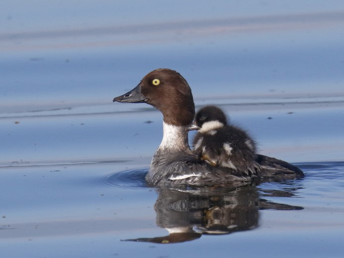 Зимородок рыболов