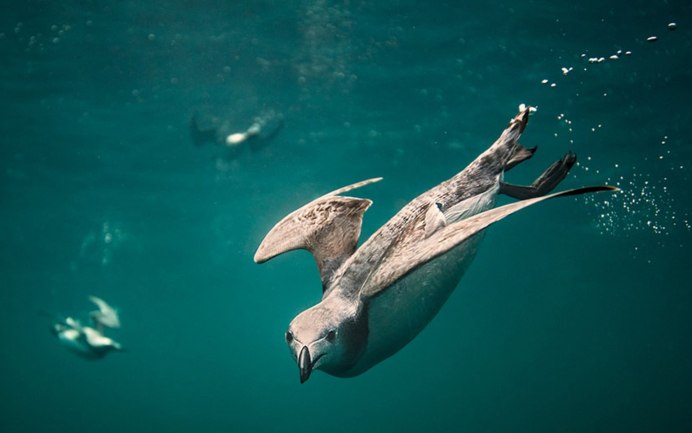 Утка красноносый нырок