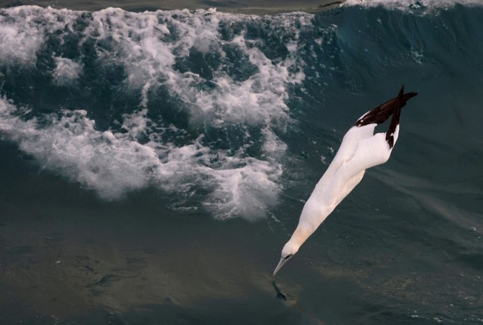 Северная олуша ныряние