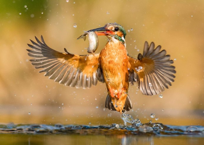 Рыба уточка