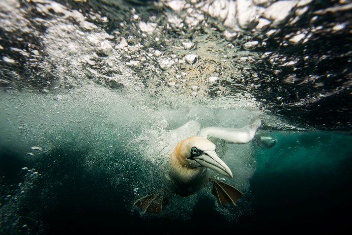 Скопа пикирует