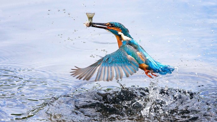 Зимородок ныряет