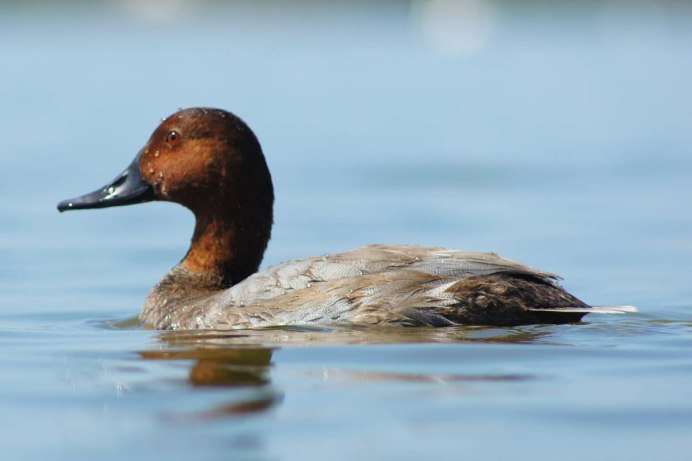 Ныряющие птицы