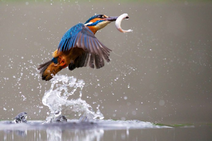 Голубоногая олуша