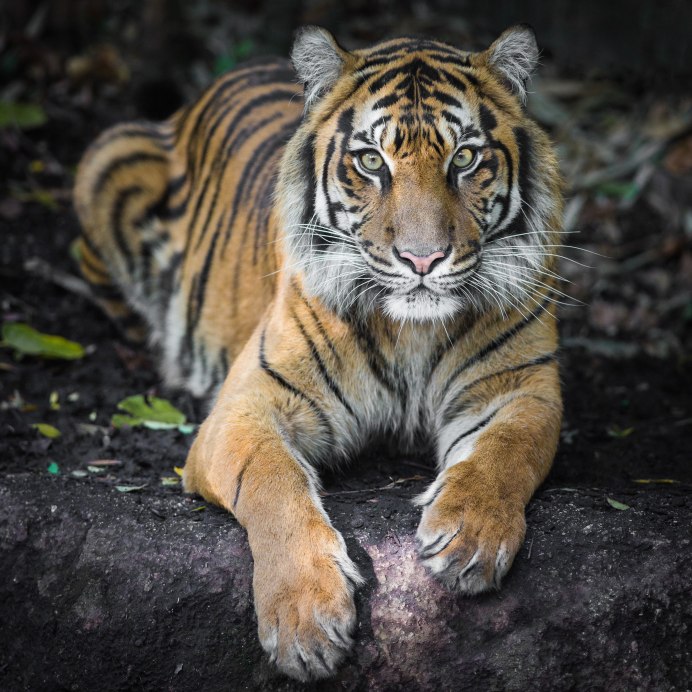 Тигр (Panthera Tigris)
