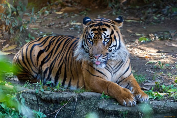 Tiger Panthera Tigris