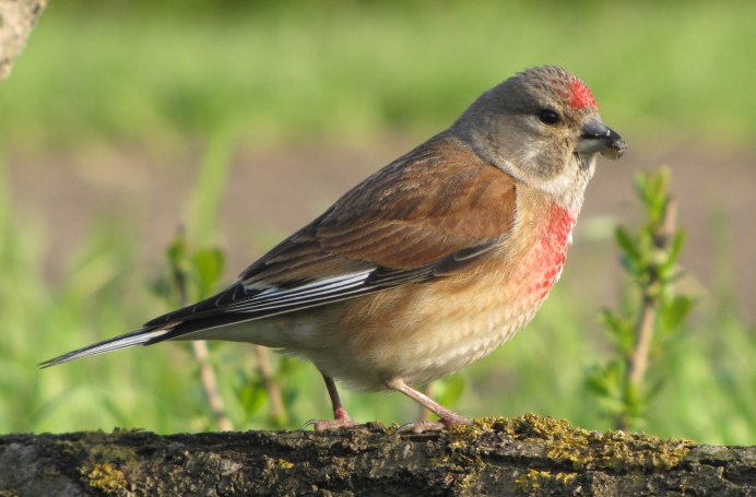Carduelis cannabina