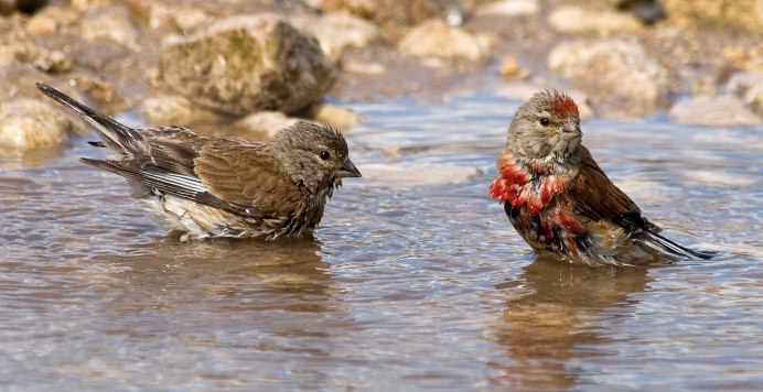 Коноплянка (Acanthis cannabina (Carduelis cannabina))