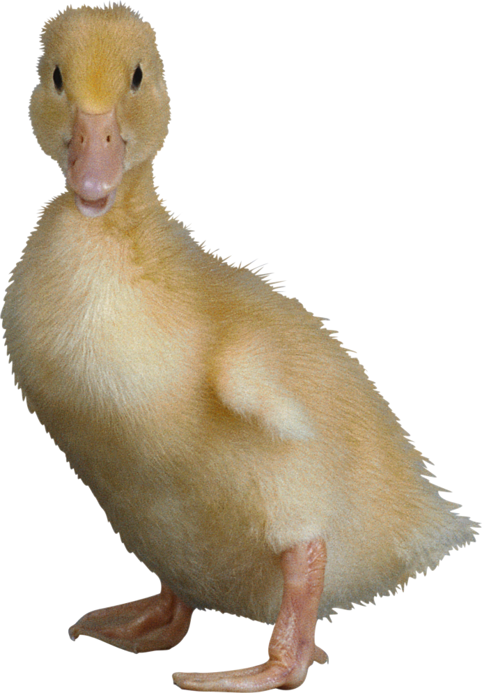 Дикая утка
