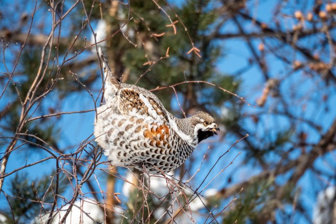 Глухарь (Tetrao urogallus)