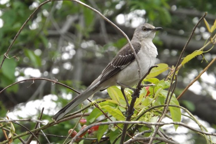 Falco vespertinus