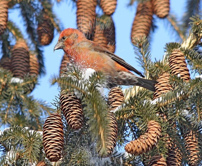 Loxia leucoptera белокрылый Клест