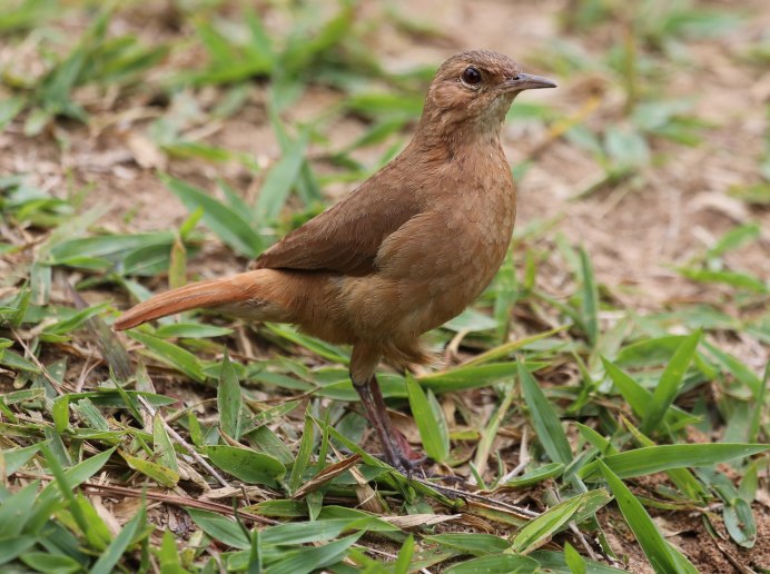 Серый Дрозд (Grey Catbird)