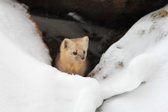 Горностай (Mustela erminea)