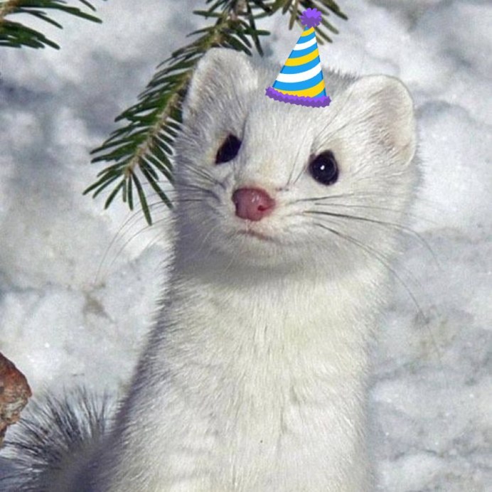 Горностай (Mustela erminea)