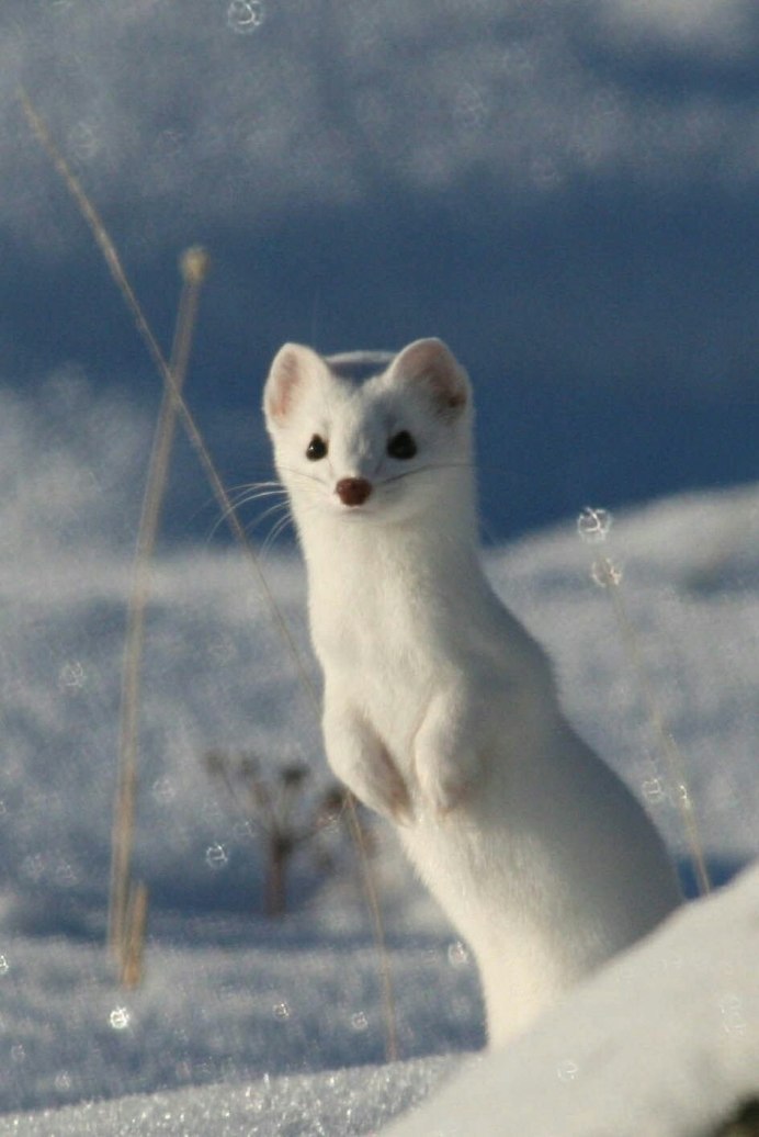 Горностай (Mustela erminea)