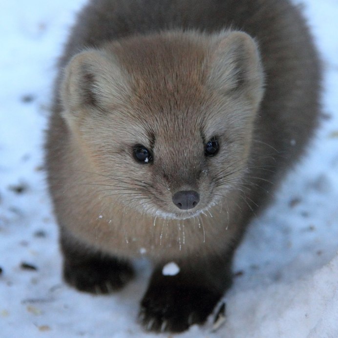Горностай (Mustela erminea)