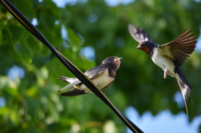 Весенние птицы в полете