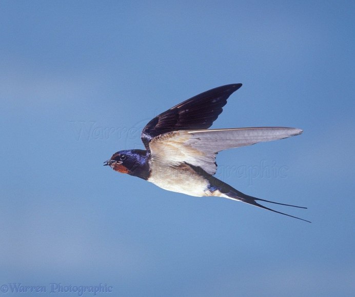 Hirundo Rustica полет