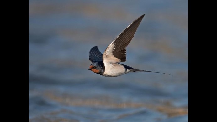 Ласточка касаточка птица